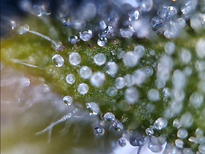 Growreport Bild 21