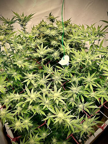 Growreport Bild 10