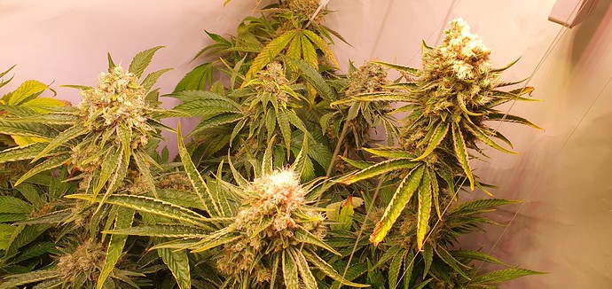 Growreport Bild 7