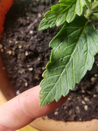 Growreport Bild 13