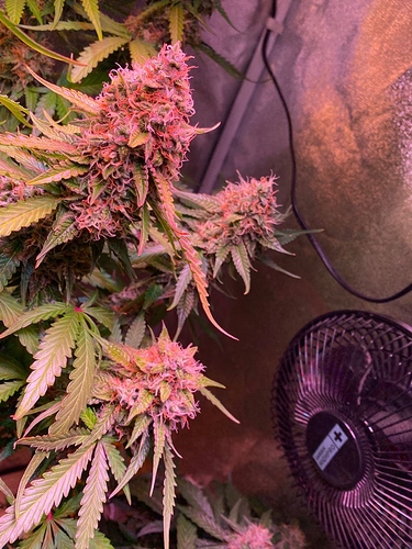 Growreport Bild 42
