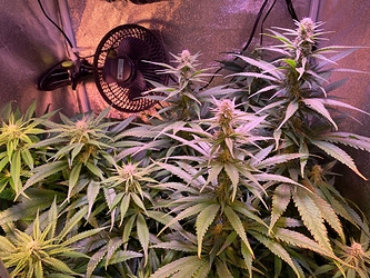 Growreport Bild 12