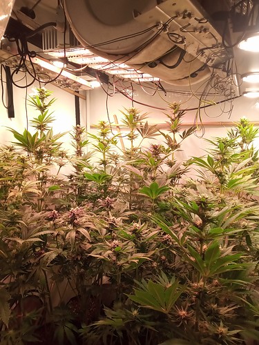 Growreport Bild 5