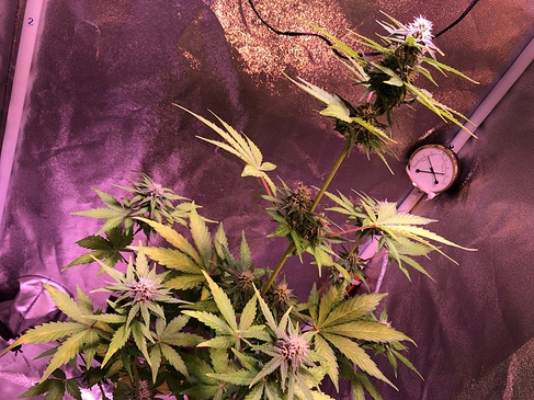 Growreport Bild 12