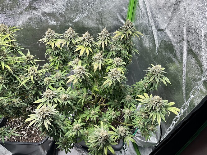 Growreport Bild 5