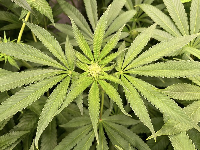 Growreport Bild 5