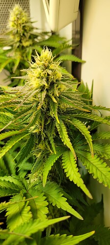 Growreport Bild 4