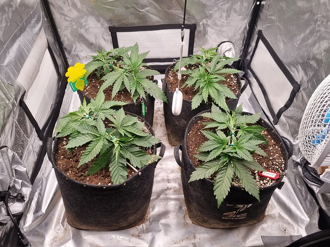 Growreport Bild 51