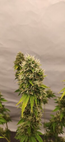 Growreport Bild 14