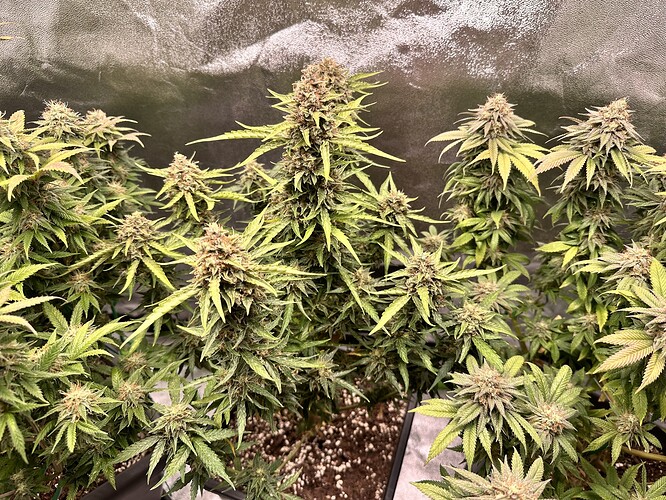 Growreport Bild 8