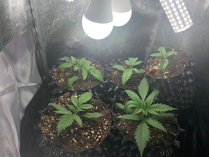 Growreport Bild 2