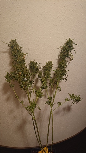 Growreport Bild 2