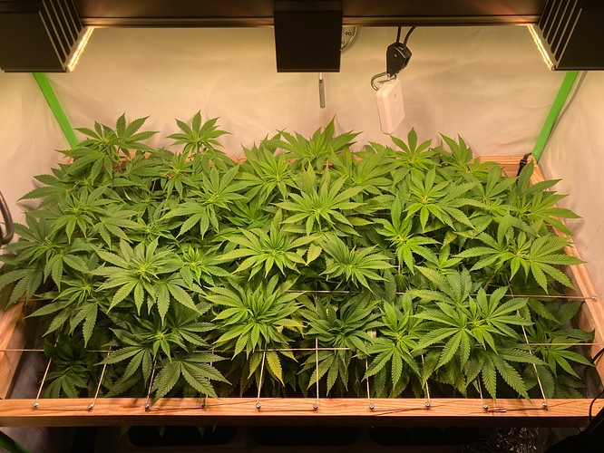 Growreport Bild 8