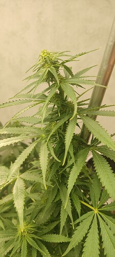 IMG_20230321_154332