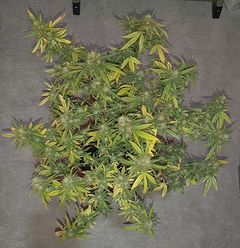 Growreport Bild 5