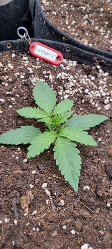 Growreport Bild 9