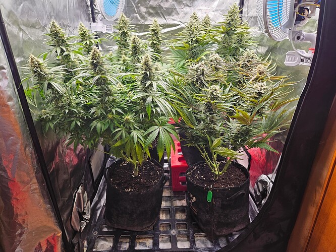 Growreport Bild 58