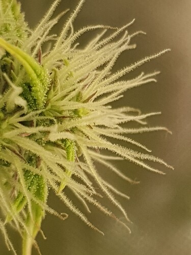 IMG-8441034864514415778