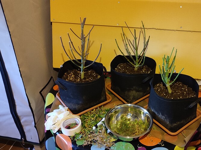 Growreport Bild 6