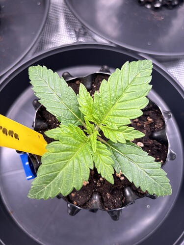 Growreport Bild 31