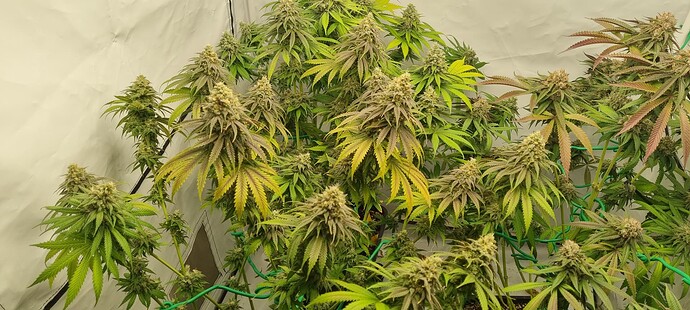 Growreport Bild 16