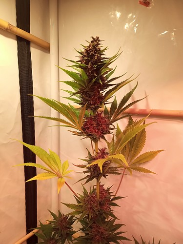 Growreport Bild 15