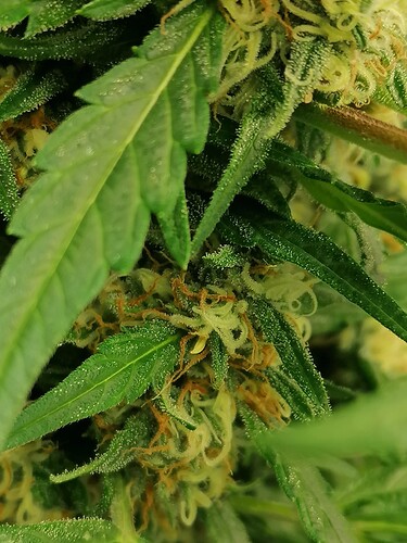 Growreport Bild 7