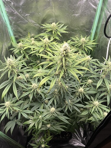 Growreport Bild 7