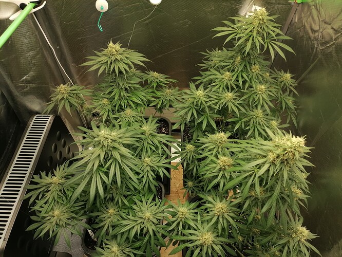 Growreport Bild 1