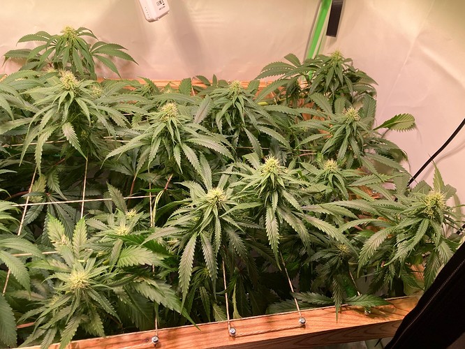Growreport Bild 3