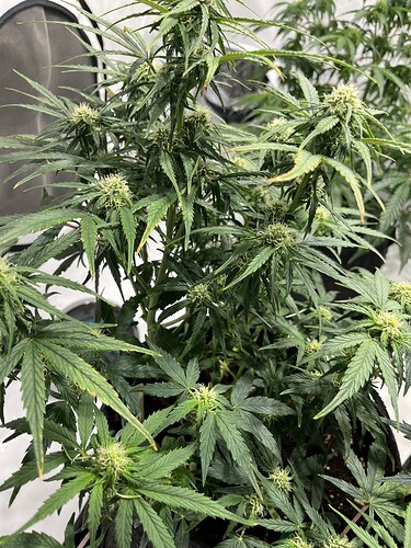 Growreport Bild 25