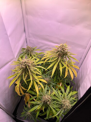Growreport Bild 46