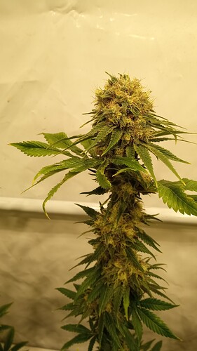 Growreport Bild 5