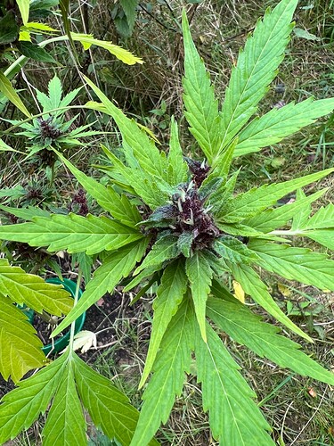 Growreport Bild 10