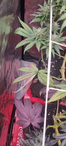 Growreport Bild 32