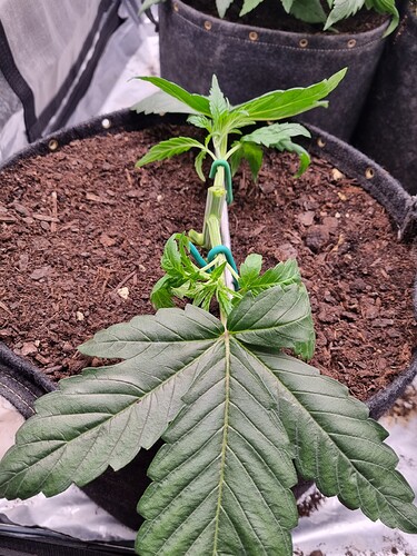 Growreport Bild 11