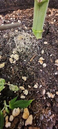 Growreport Bild 9