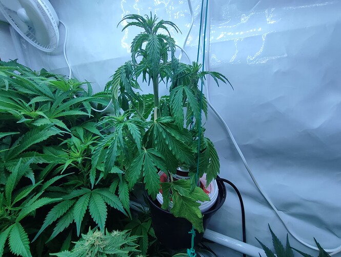 Growreport Bild 64