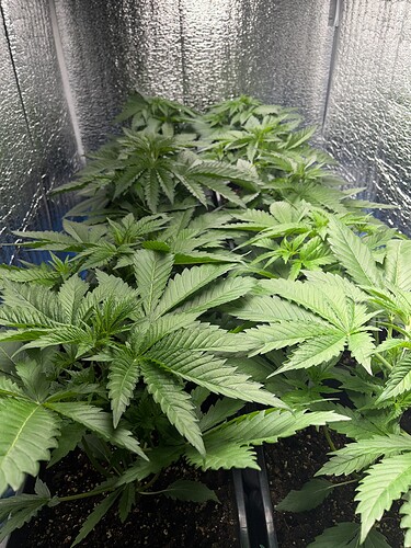 Growreport Bild 3