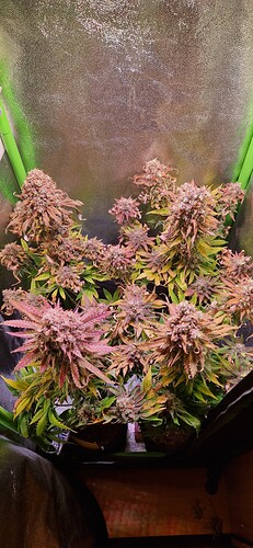 Growreport Bild 5