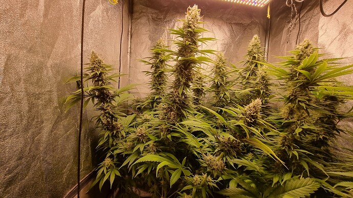 Growreport Bild 2
