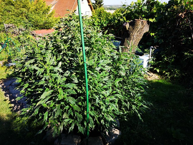 Growreport Bild 14