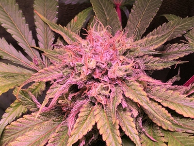 Growreport Bild 12