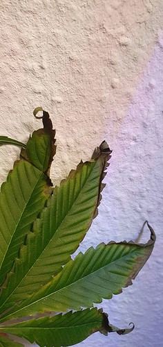 Growreport Bild 17