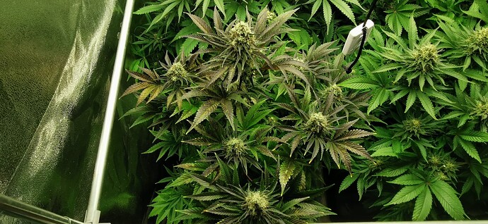 Growreport Bild 2