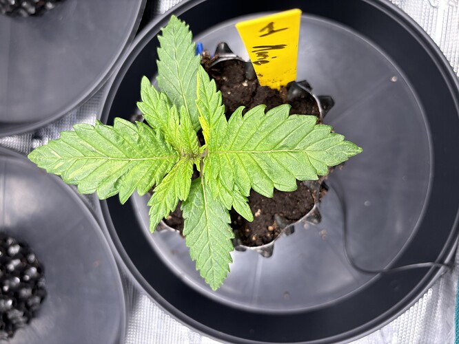 Growreport Bild 60