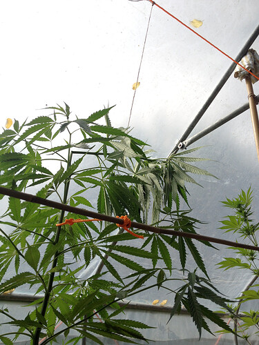 Growreport Bild 34