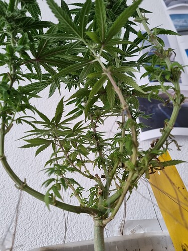 Growreport Bild 1