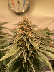 Growreport Bild 4