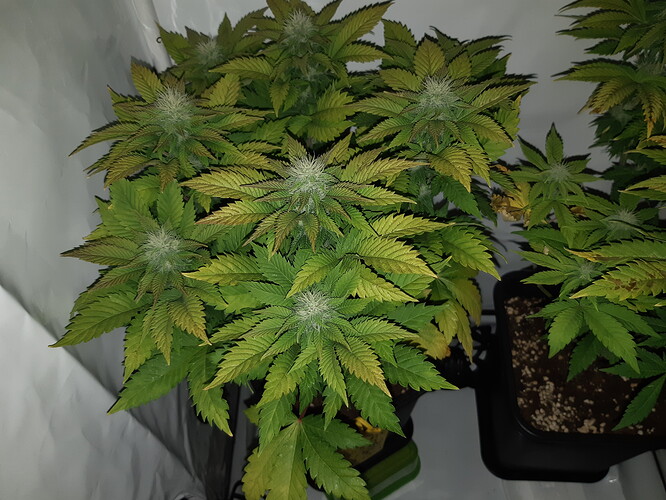 Growreport Bild 15